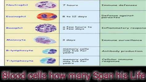 Blood Cell Type And Life Span Youtube