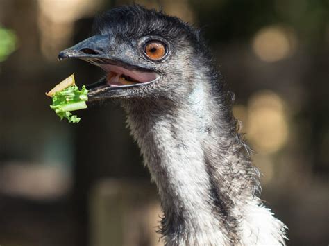 What Do Emus Eat Complete Guide Birdfact