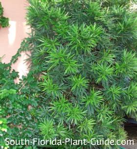 Mar 30, 2021 · florida has several attractive, hardy species of differing sizes. Podocarpus