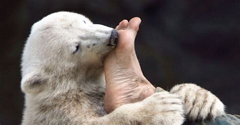 Knut The Polar Bear Nbc News