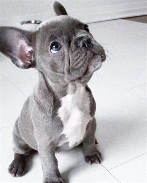 59 Blue French Bulldog With Blue Eyes Pic Bleumoonproductions