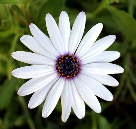 White African Daisy Close Up Stock Photo Image Of Garden Flower