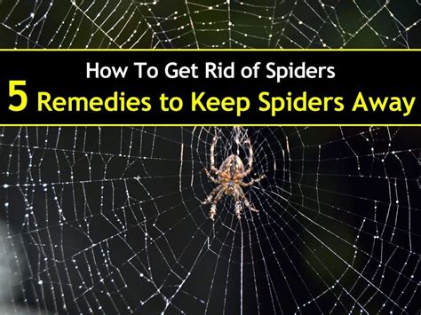 5 Simple Solutions To Get Rid Of Spiders Get Rid Of Spiders Home