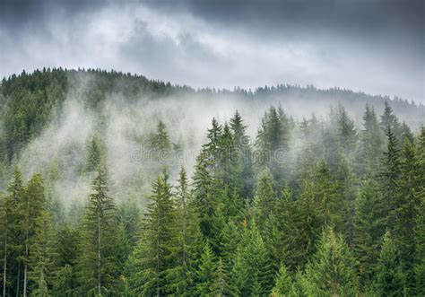Misty Pine Forest On The Mountain Slope In A Nature Reserve Stock Image