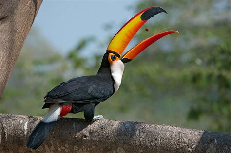 Toco Toucan Info And Pictures All Wildlife Photographs