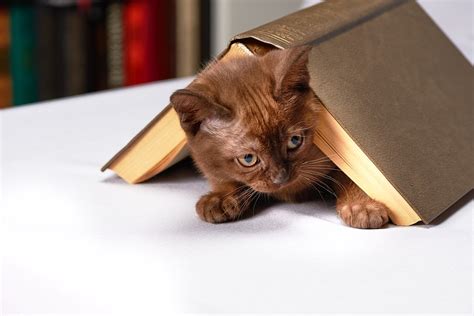 What if everyone only had one soulmate? Which Literary Cat Are You? Take This Bookish Quiz to Find ...