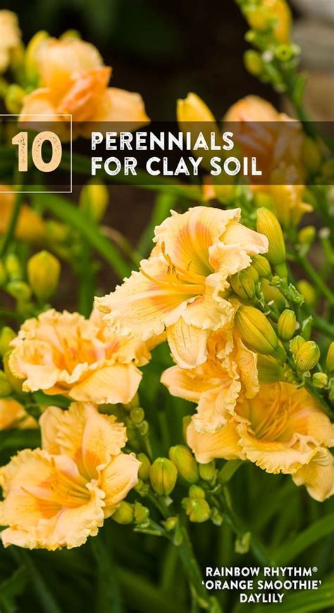 Clay Soil Plants Planting In Clay Planting Flowers Garden Yard Ideas