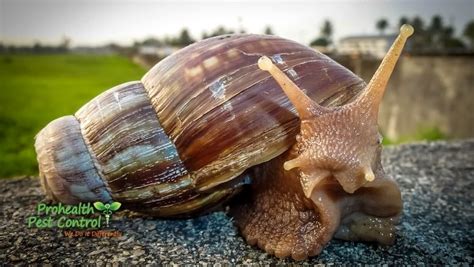 Giant African Snail Invasion Giant African Land Snail Florida