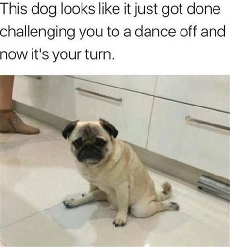 This Dog Would Definitely Win A Dance Off Against Me 1210 Cute Pug