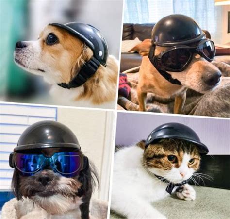 The Best Dog Motorcycle Helmet To Protect Your Pup