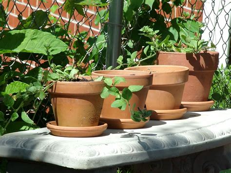 Top 09 Tips And Reasons To Choose Terracotta Pots