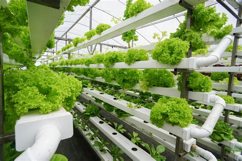 Do Plants Grow Faster in Aquaponics? (A Detailed Guide) – Green Garden