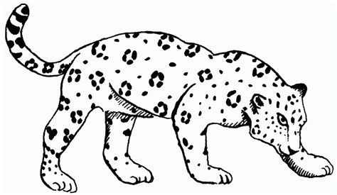 Jaguar Pictures For Kids Coloring Home