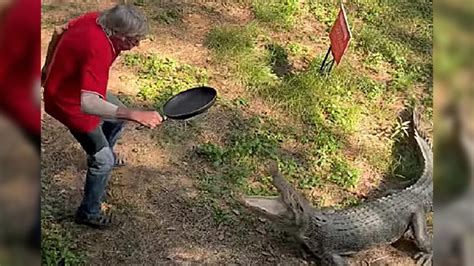 Crocodile Tries To Eat Pub Owner Gets Hit With Frying Pan Instead Country Music Nation