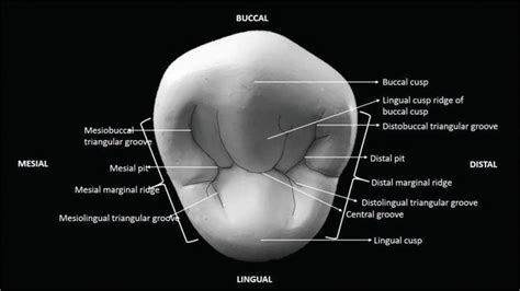 The Permanent Maxillary And Mandibular Premolar Teeth Intechopen The