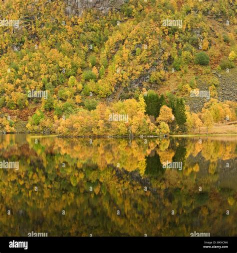 Reflections Of Autumn Trees In Steinbakkvatnet Lake Hinnøya