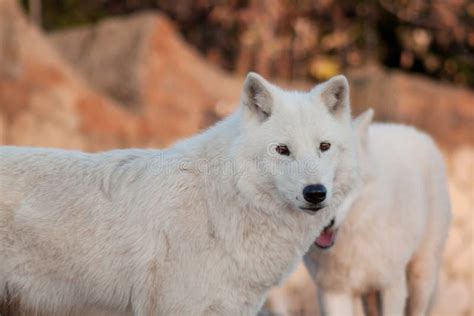 Two Polar Wolves Canis Lupus Arctos Alaskan Tundra Wolf Or White Wolf