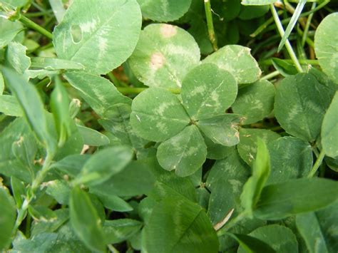Oxalis looks a lot like clover, but you can tell the difference by looking closely at the leaves. Four Leaf Clover Wallpapers (51+ pictures)