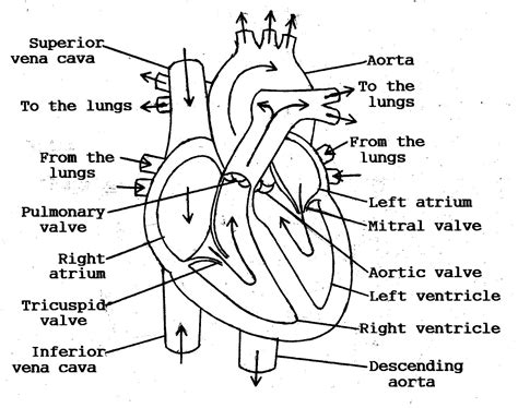 Heart Diagram Sketch At Explore Collection Of