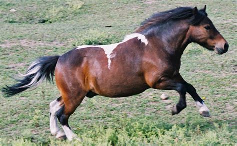 Scientific names, also known as 'scientific nomenclature' are binomial phrases that consist of combining a genus and species specific word. Horse :: City of Edmonton