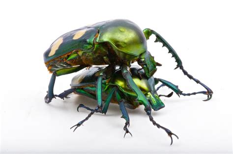Beetle) จัดเป็นแมลงในอันดับ coleoptera ซึ่งสามารถแบ่งออกได้เป็นอันดับย่อยอีก 4 อันดับ (ดูในตาราง) จัดเป็นแมลงที่มีวงจรชีวิต. แมลงปีกเเข็งสวยๆมาฝากครับ | กลุ่มอนุรักษ์ความหลากหลายทาง ...