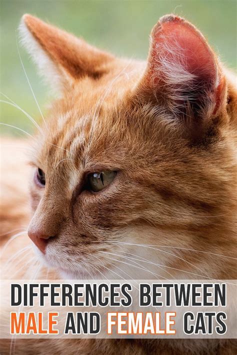 What Are The Differences Between Male And Female Cats Malecatbehavior
