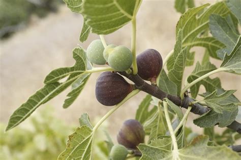 The Best Fruit Trees To Grow In Southern California Hunker