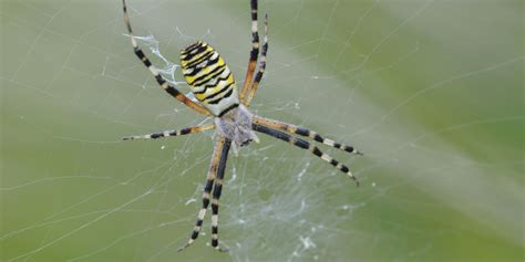 107 Million Spiders Infest Building Spin Four Acre Web Wastewater