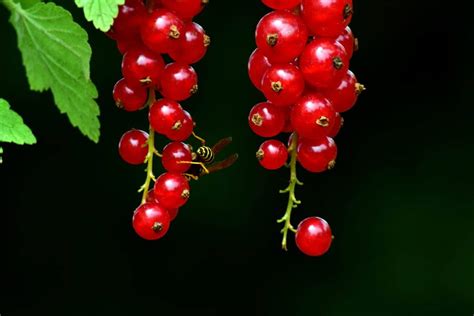 Free Picture Nature Fruit Berry Leaf Currant Macro