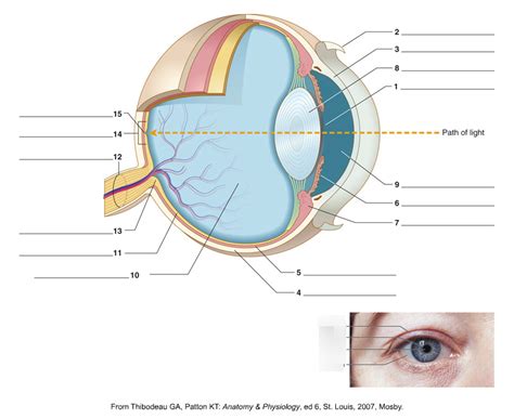 Eye Labeling Diagram Quizlet