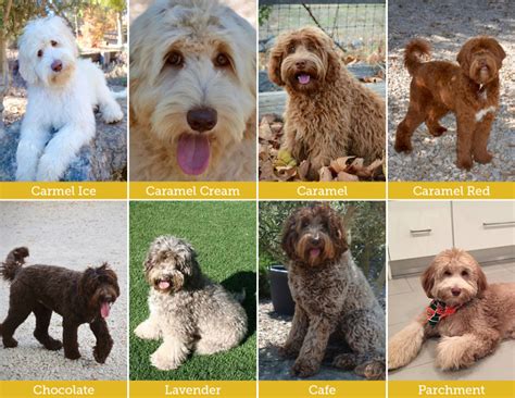 Australian Labradoodles Have Two Types Of Coats And Ten Different Coat