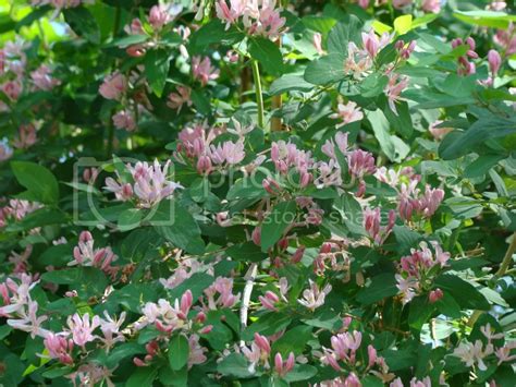 Woody Pink Flowering Shrub Identification 14 Best Flowering Shrubs