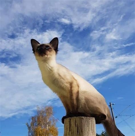 14 Things You Should Know About A Balinese Cat Petpress