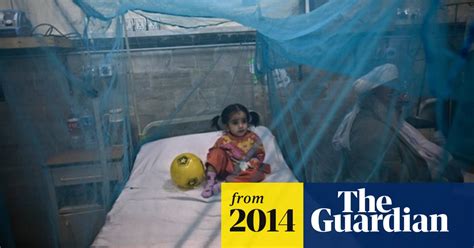 Dengue Fever Vaccine On The Cards After Novel Antibody Discovery Immunology The Guardian