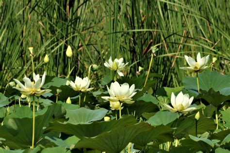 Lotus Flowers And Lily Pads Free Stock Photo Public Domain Pictures