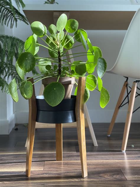 There are several more indoor plants for health that can instantly liven up your rooms. 10 Best Low Maintenance Indoor Plants - My Tasteful Space