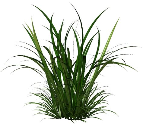 Tall Grass Png Png Image Collection