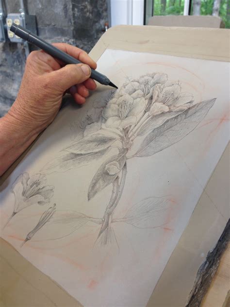 Drawing Botanical Illustration: Experiments in Lithography - Draw Botanical