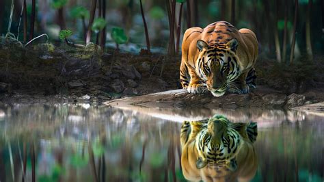 Tiger With Glowing Eyes Is Drinking Water 4k Hd Animals