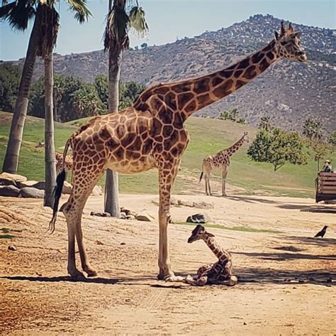 Pin By Katrin Riesenweber On Giraffes San Diego Zoo Safari Park