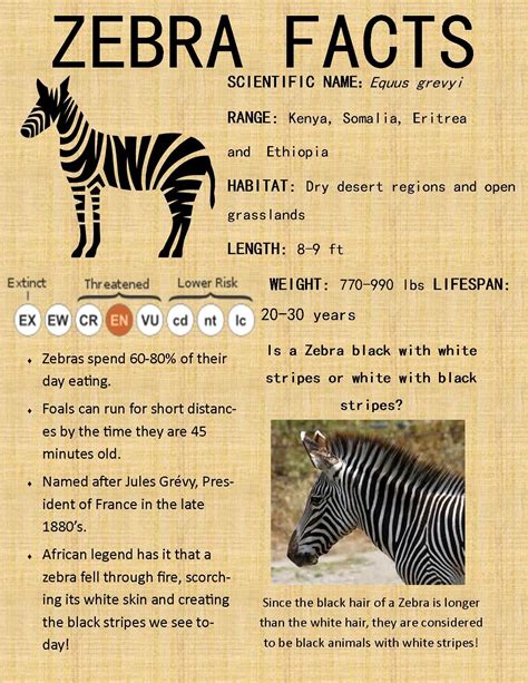Ecosystem Information About Zebras