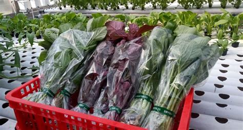 Keuntungan Bertanam Sayur Hidroponik Di Perkotaan