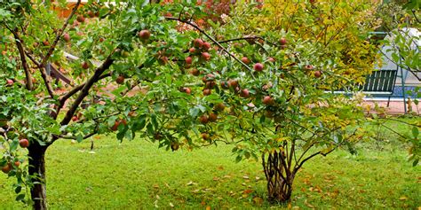 One can be a crabapple. How Long Does It Take Fruit Trees To Bear Fruit ...
