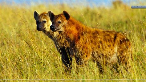 Hyena Pictures And Wallpapers Animals Library