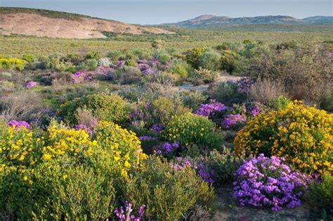 Succulent Karoo The Beautiful Desert Thats Blooming With Wildlife Cnn
