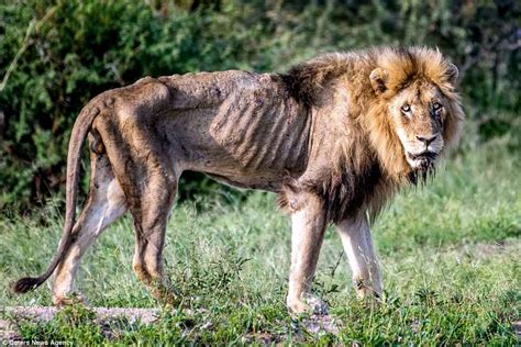 Old Lion Is Pictured Starving To Death In South Africa Daily Mail Online