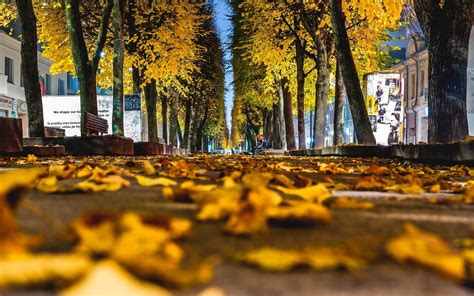 Nature Landscape Beauty Beautiful Leaves Yellow Autumn City Street
