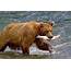 The Salmon Fishing Bears Of Brooks Falls  Amusing Planet