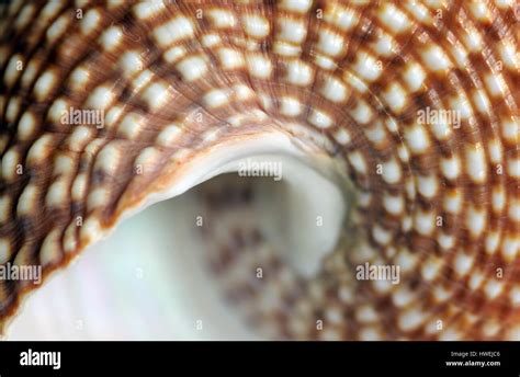 Spiral Sea Shell Macro Image Stock Photo Alamy