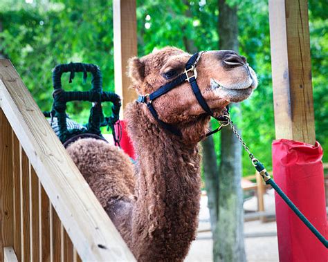 Camel Petting Zoo Stock Photos Pictures And Royalty Free Images Istock